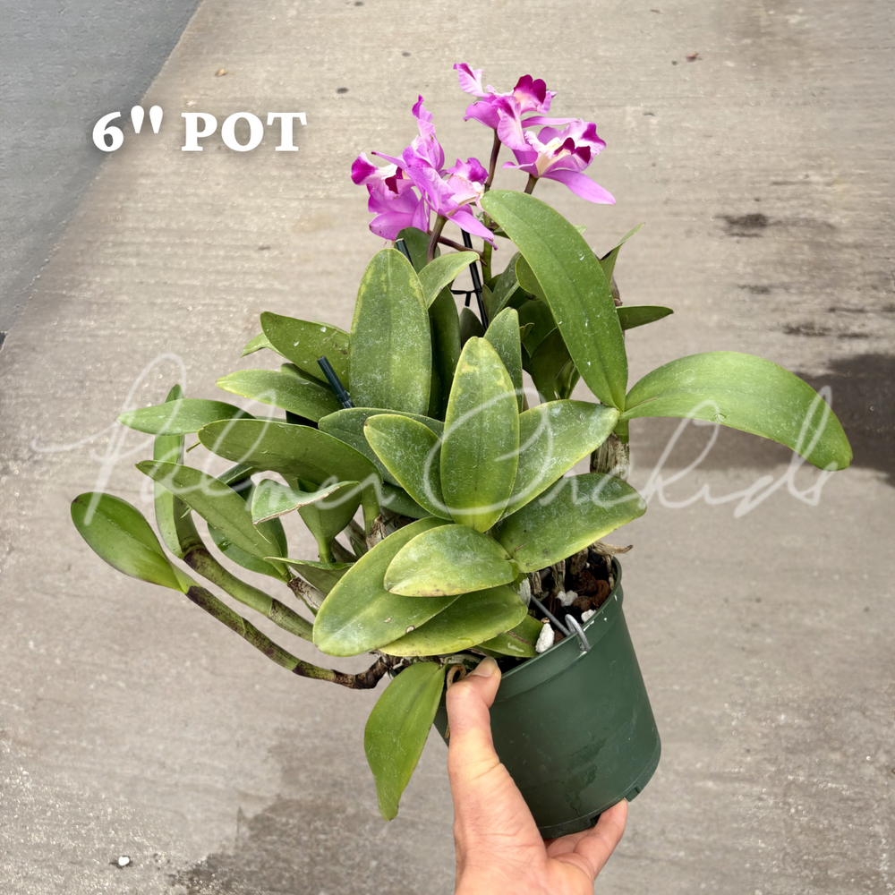 C. Little Dipper-Rosie's Surprise — Palmer Orchids